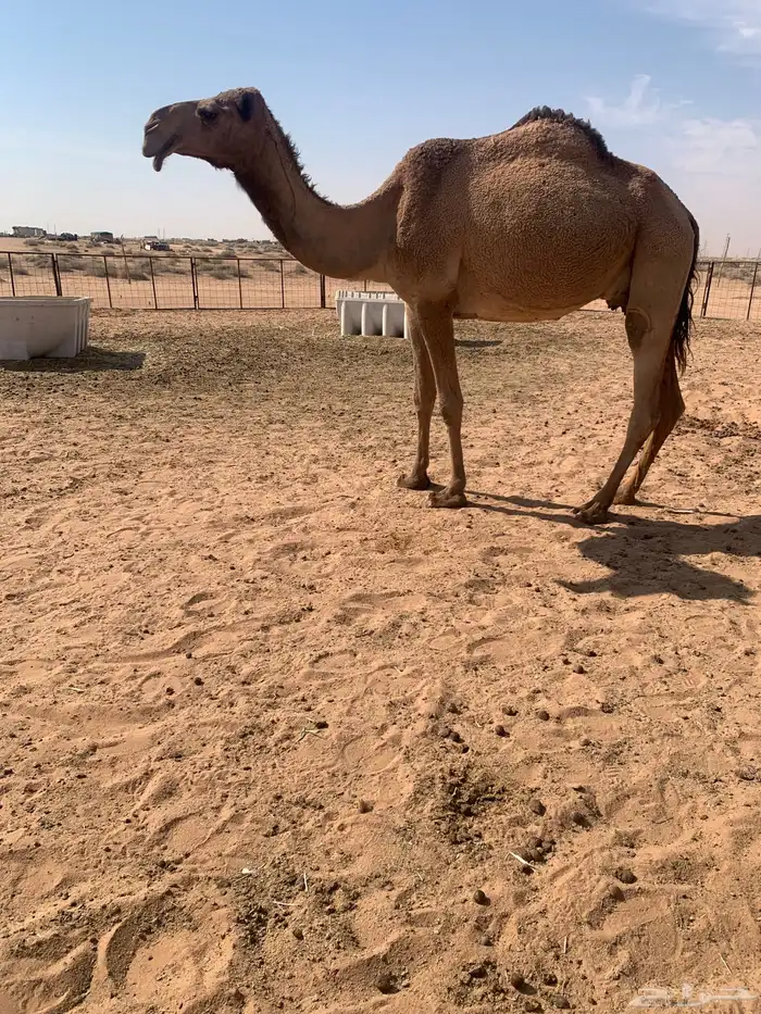 سلام عليكم ورحمة الله وبركاته 0