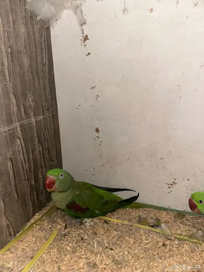 درة انثى نيبالي 1