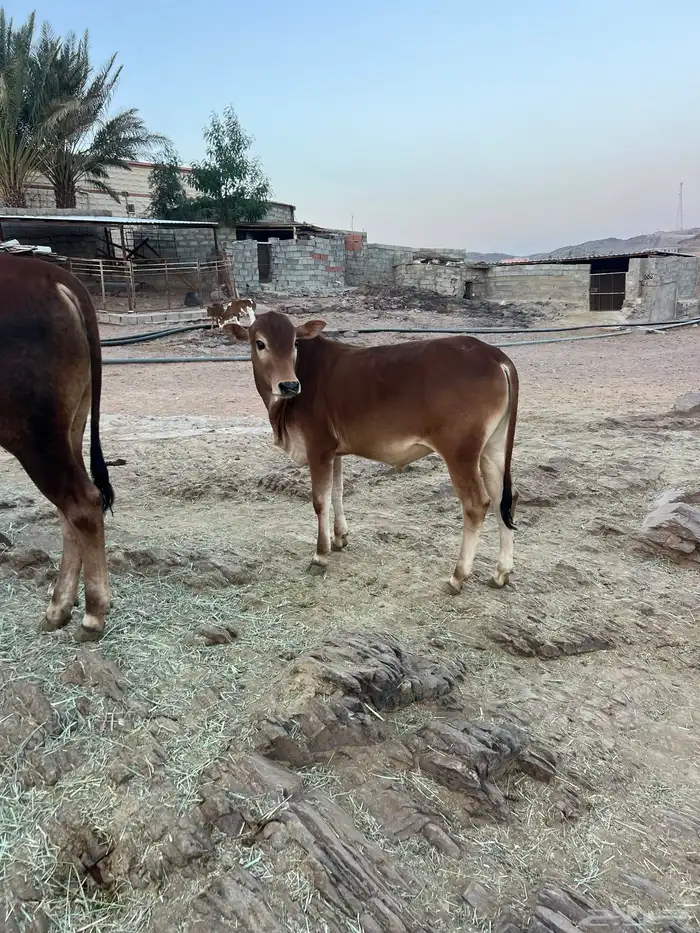 حسلان بلدي 6