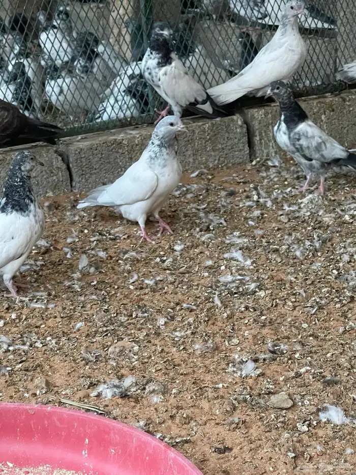 حمام هندي طبات 1