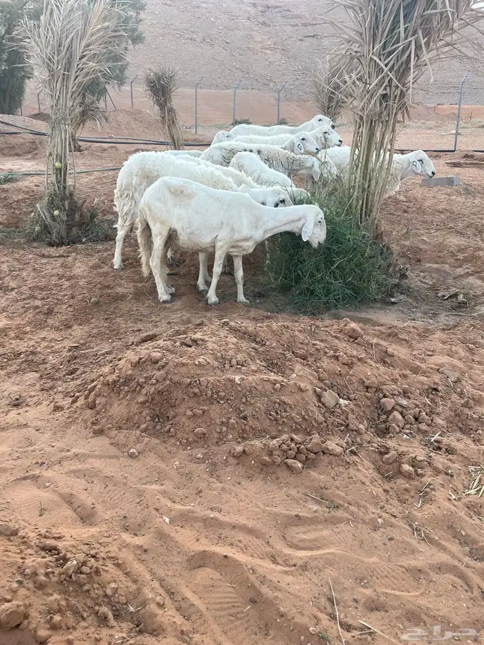 للبيع شياه حريات 7