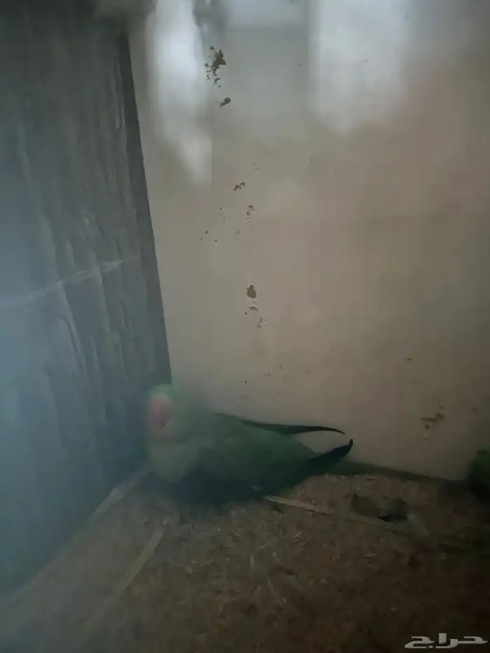 درة انثى نيبالي 2