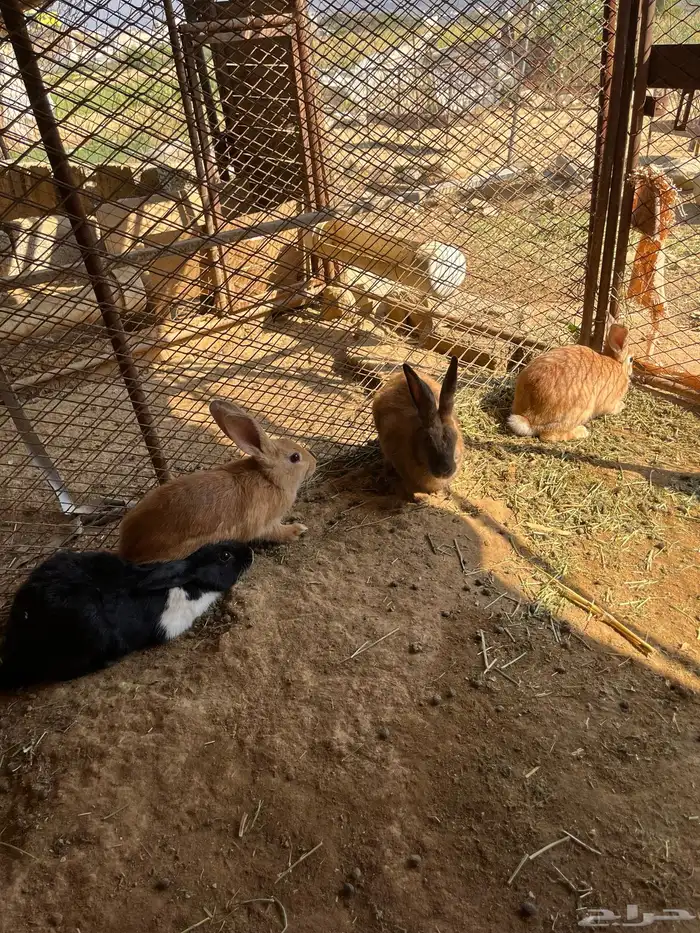 ارانب للبيع 2