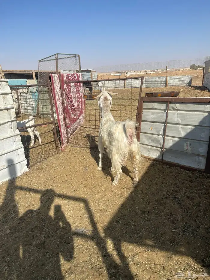 عنز جرم كفو دافع 4