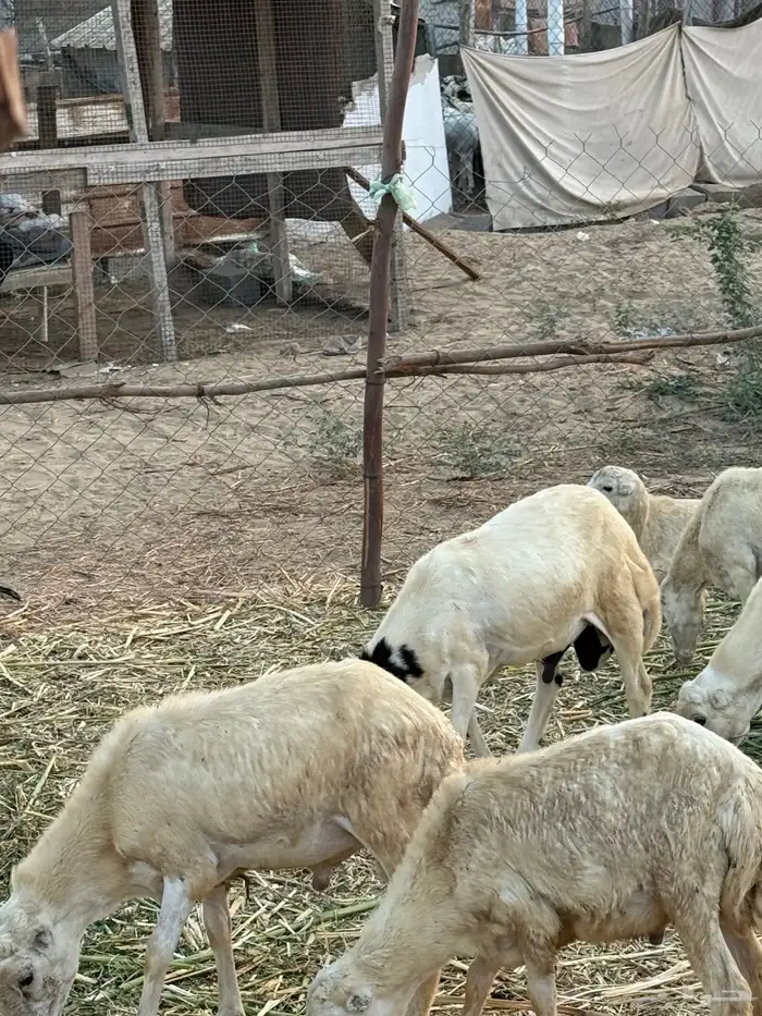 خرفان للبيع 1