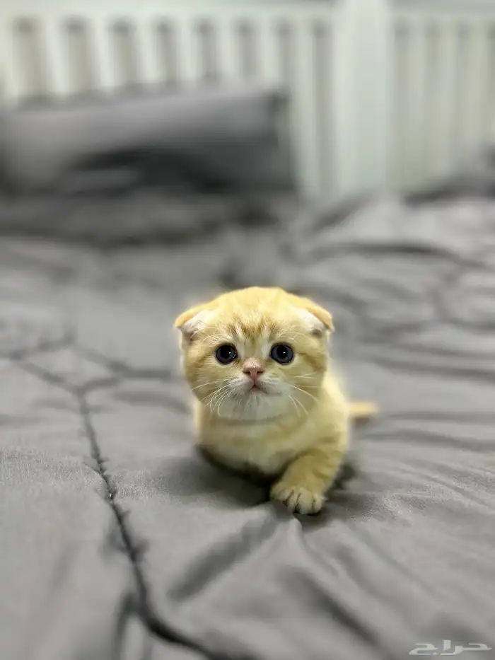 قطه صغيره سكوتش فولد 4