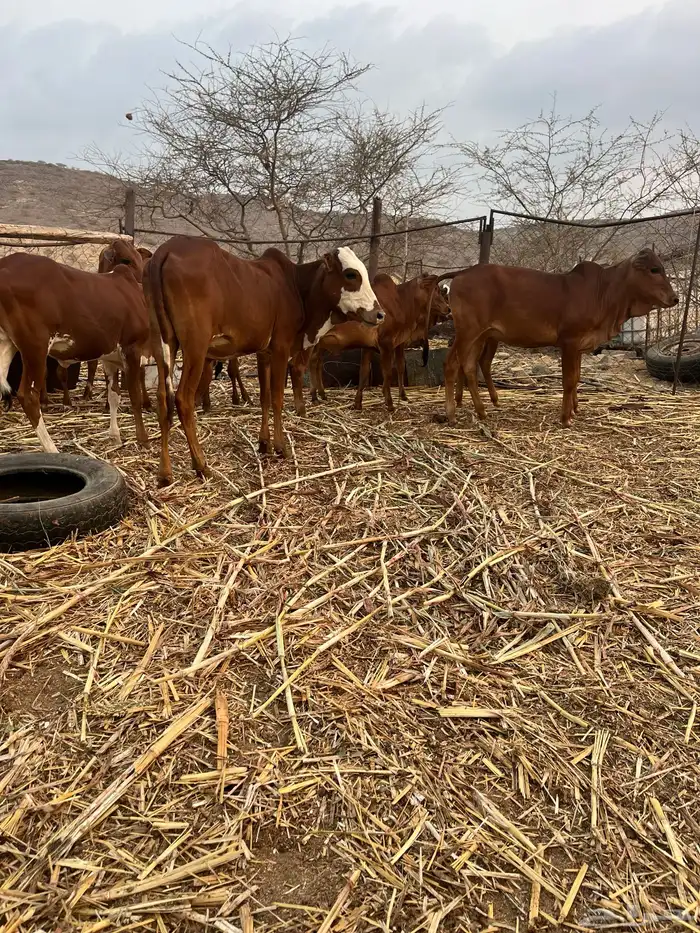 للي يرغب في تاسيس مراح بقر بلدي 5خبيش مراح واحد دهم و2ذكرا 3