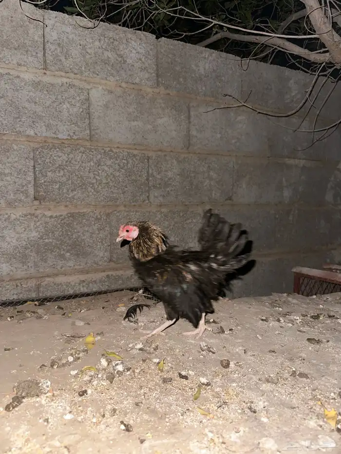 قلاب كورة ودجاج للبيع 17