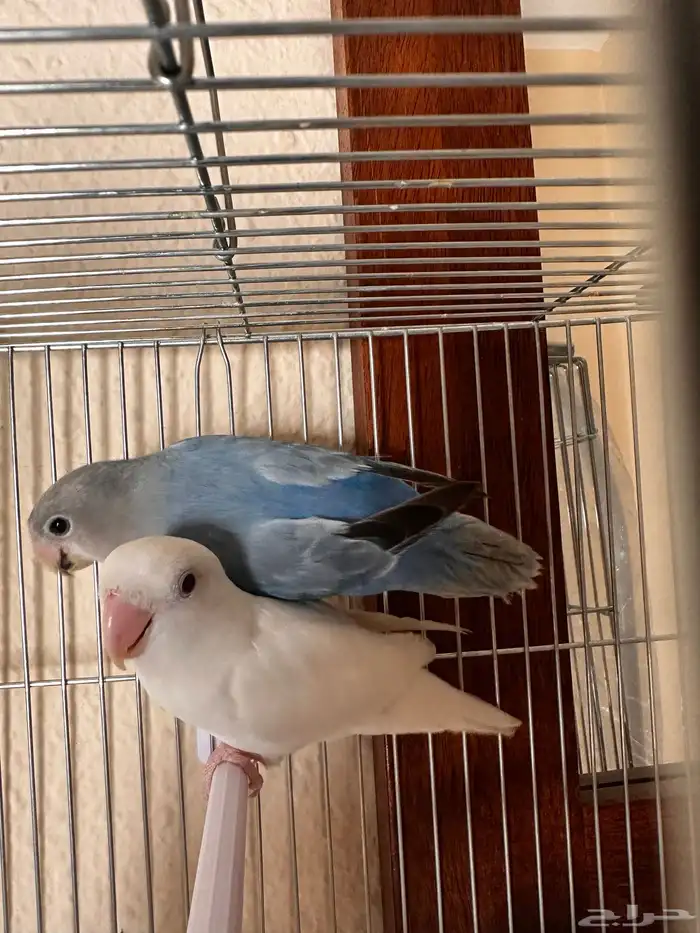 Beautiful Pair of Lovebirds for Sale   Healthy   Active 7