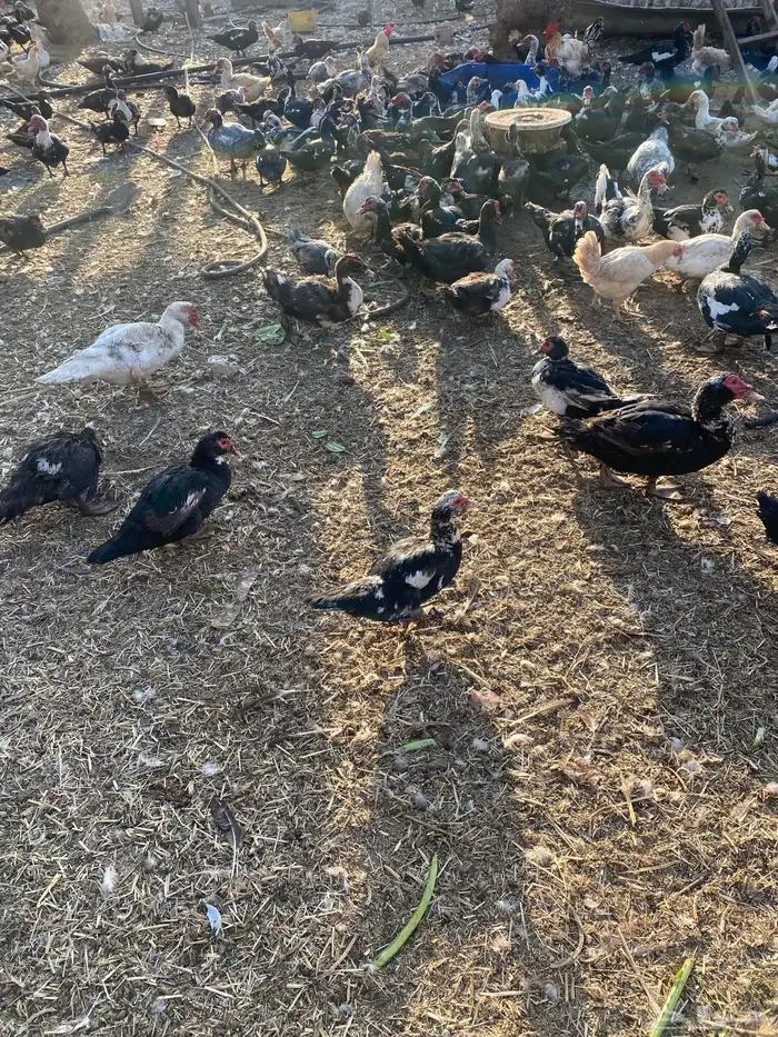 بط بح بياض الموقع بريدة العدد ممكن 500 جوز 6