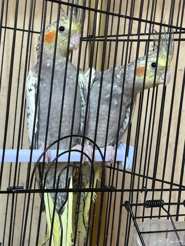 زوج كروان في مرحلة الانتاج 4