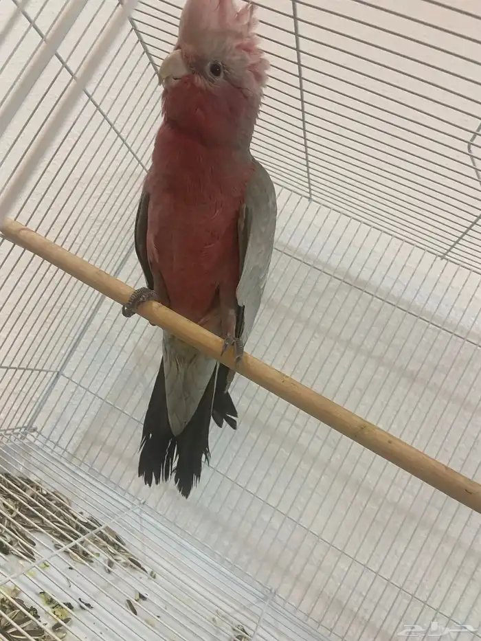 كوكاتو قالا فرخ 4