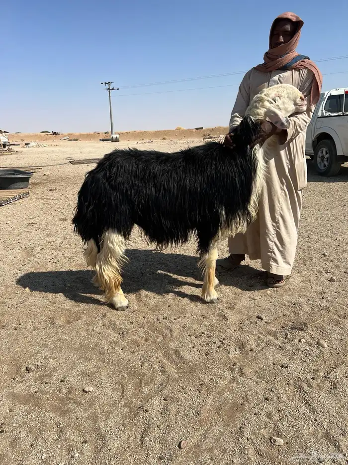 فحل نجدي السن توه مربع 2