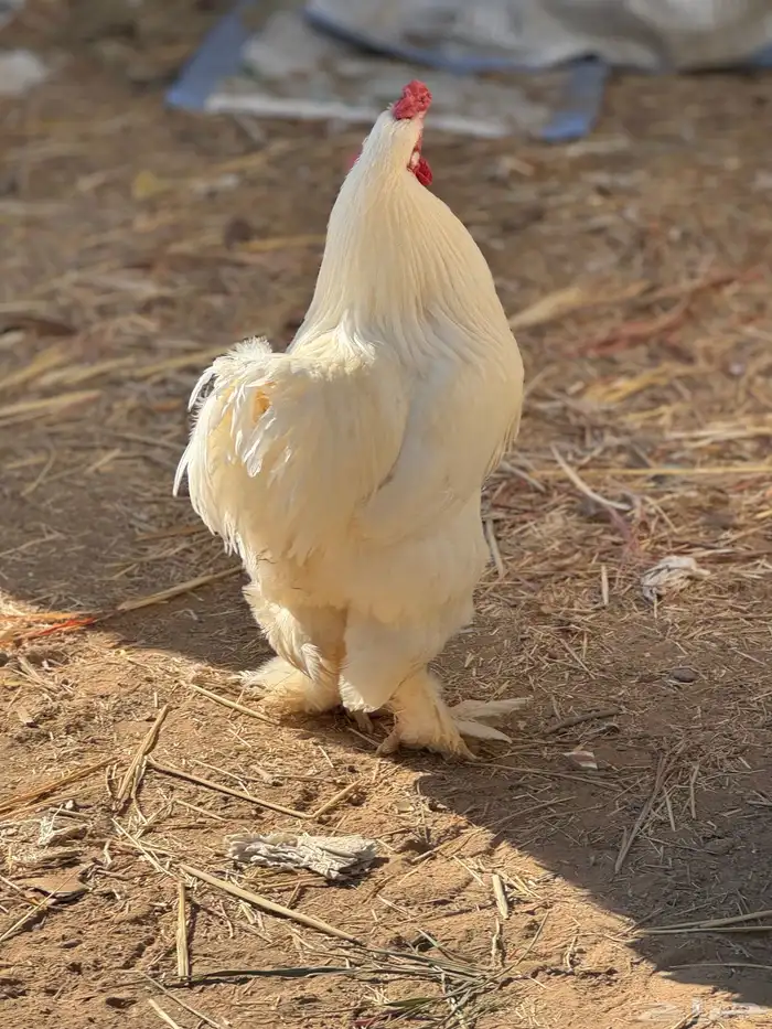 براهما - صيصان ابيض صك - اطباق بيض 8