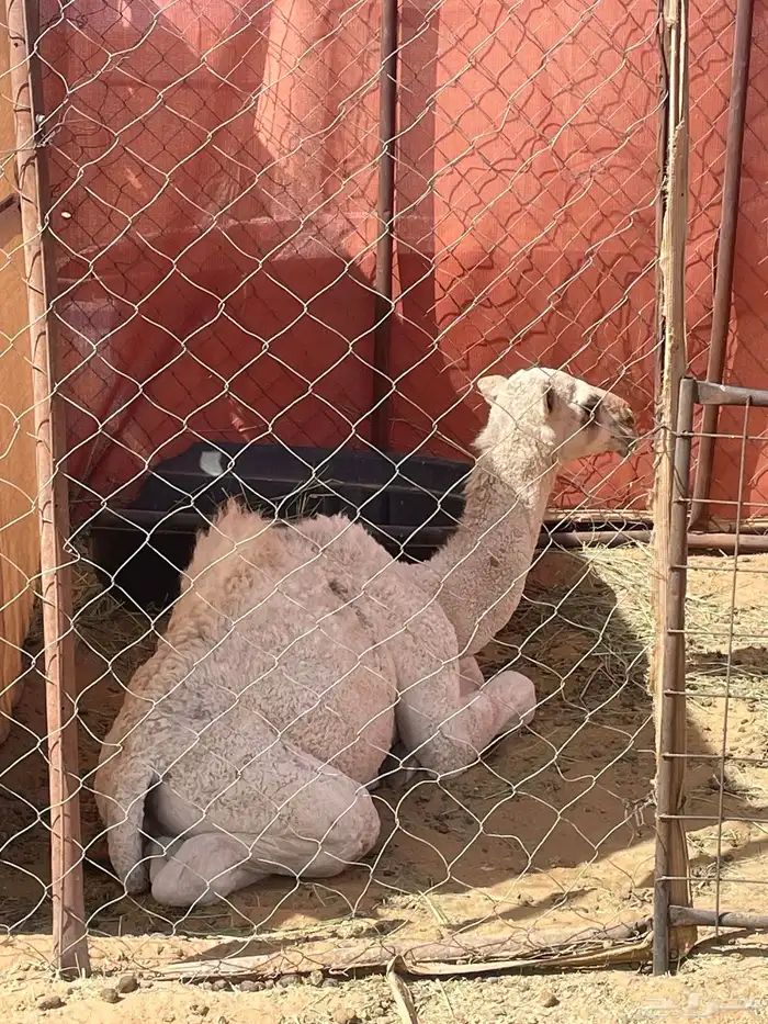 قعود لباني طيب 4