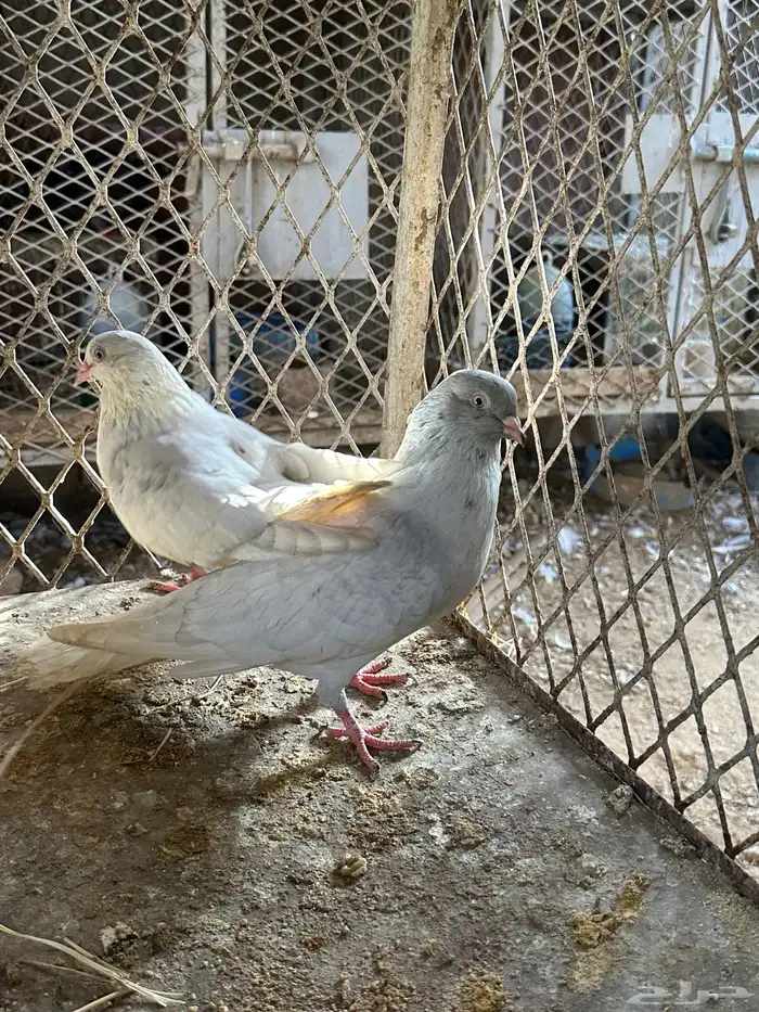 قلاب كورة ودجاج للبيع 2