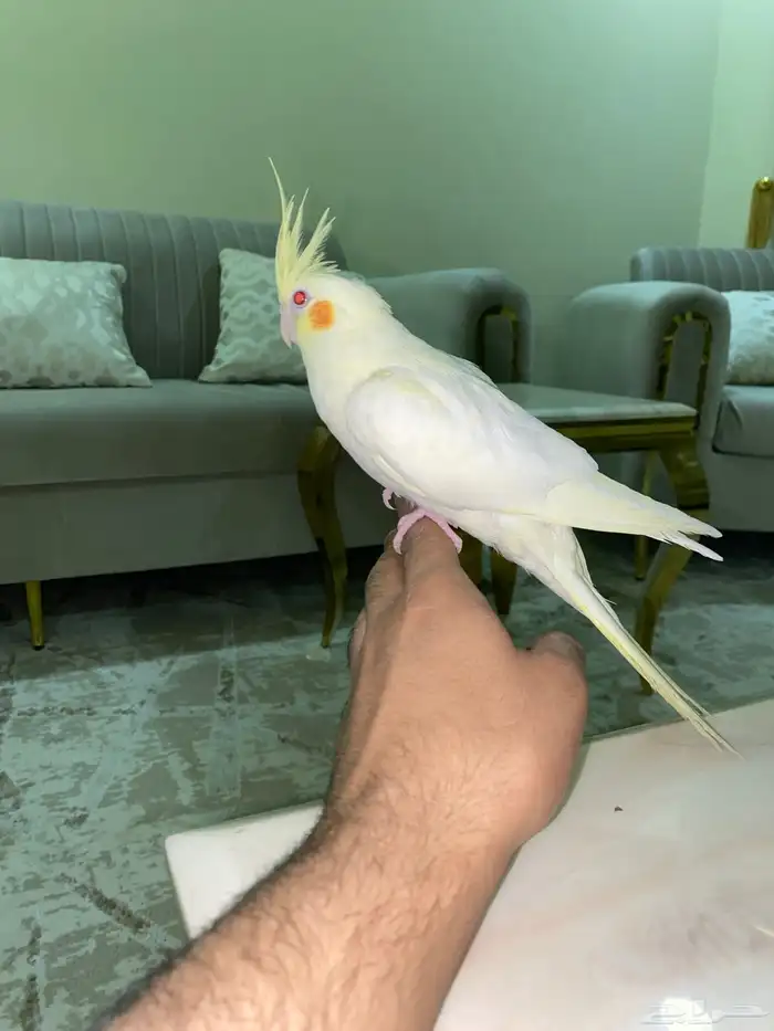 كروان اليف 1