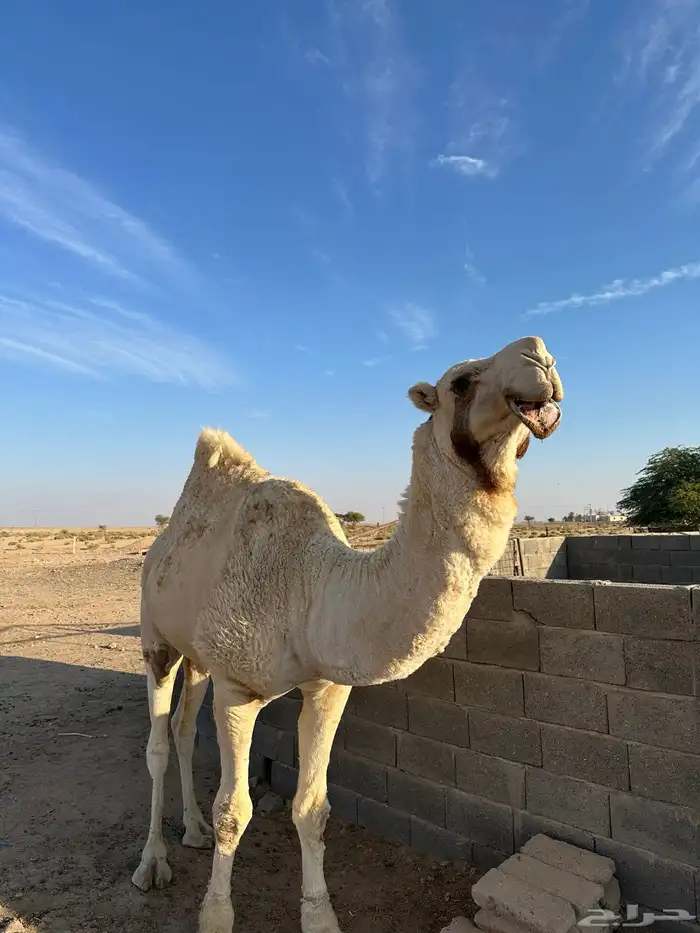 بعير علياني رباع 1