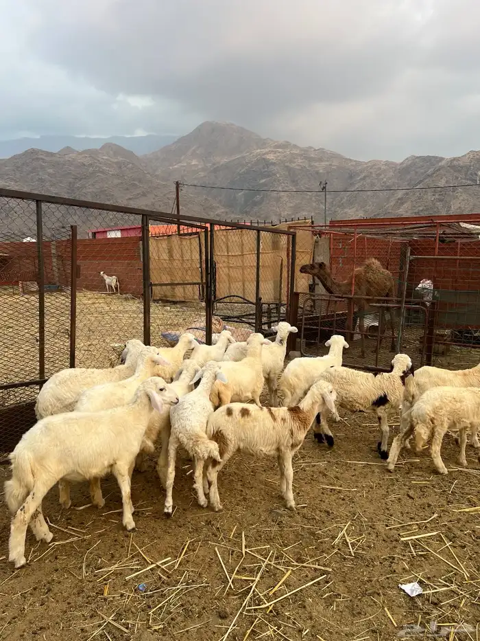 طليان ورخال 0