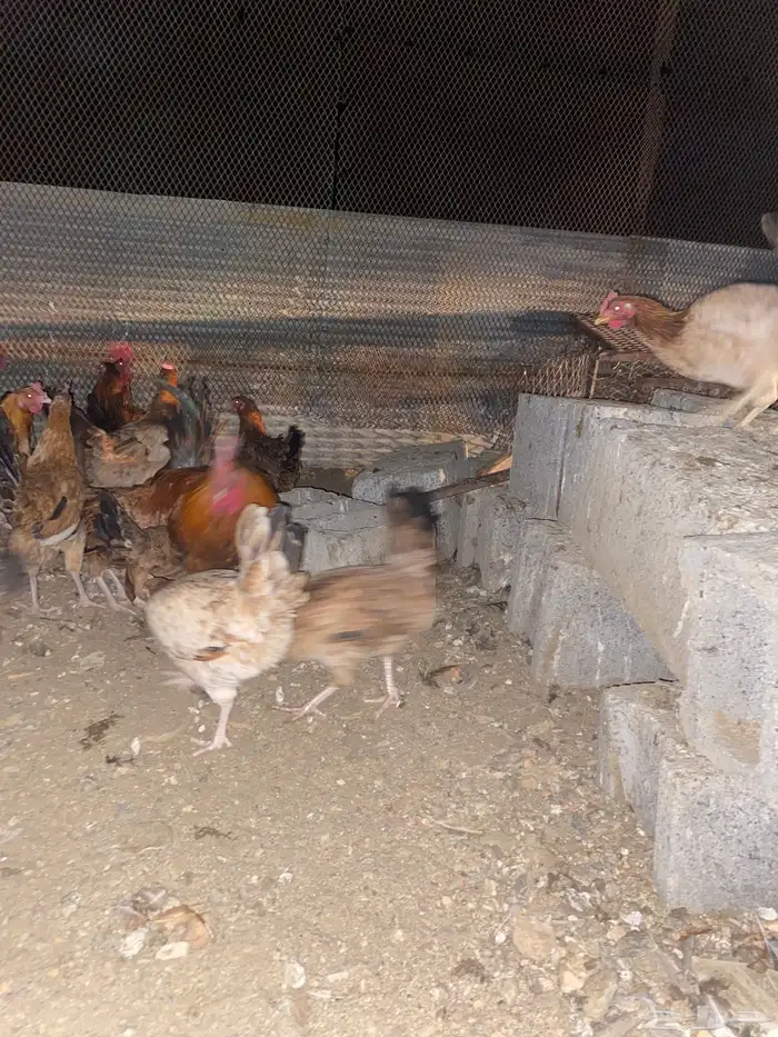 دجاج بلدي فري الوان حمر فواتح بياض شرط 15