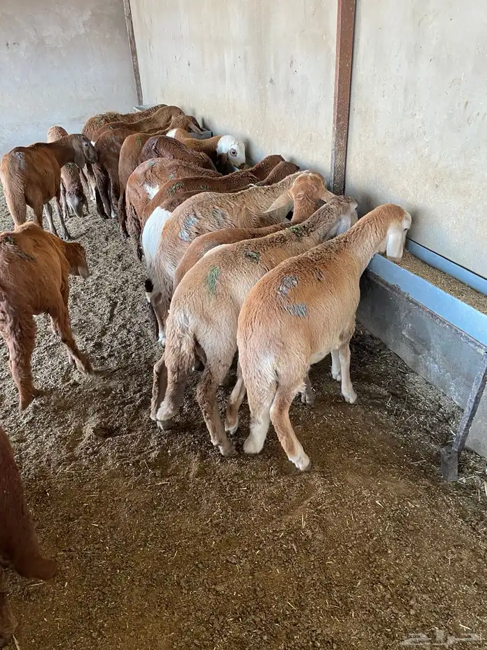 غنم سواكن مخاصي 1