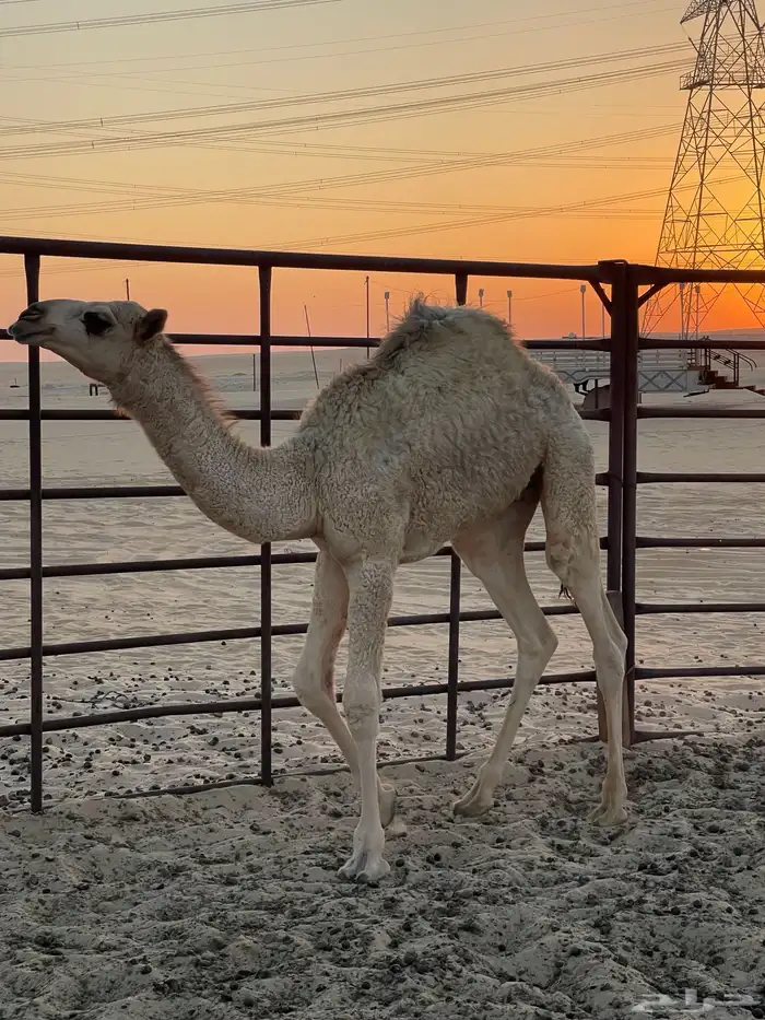 قعود للبيع 0