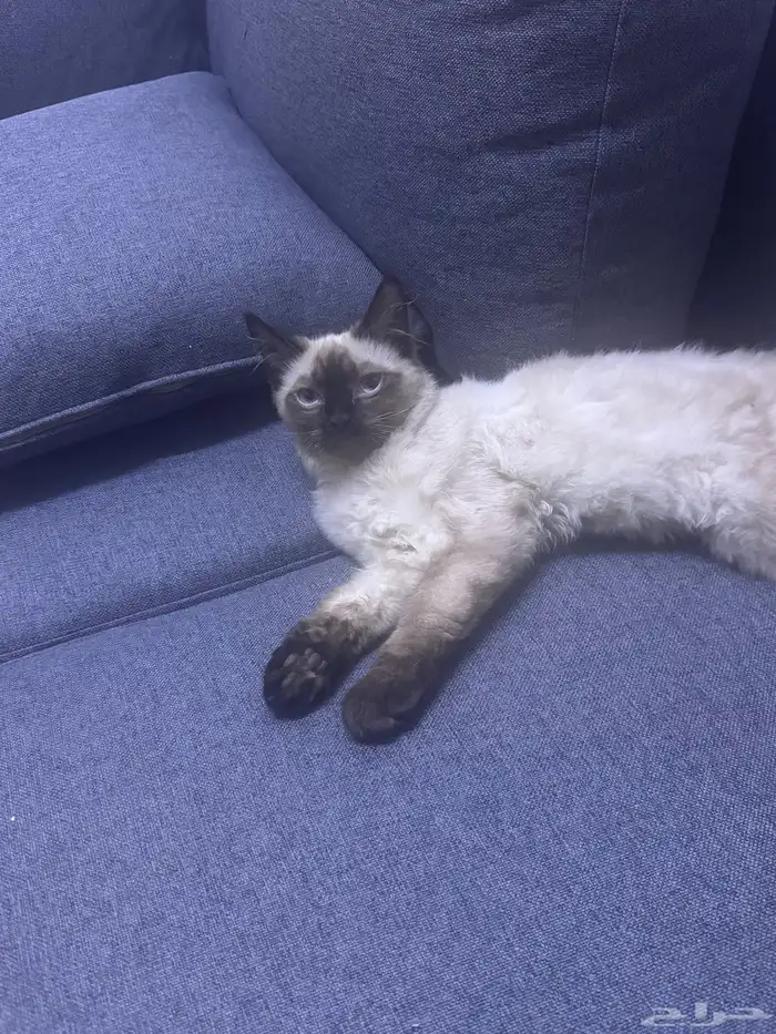 قط بيت هادي وبيحب اللعب جدا 1