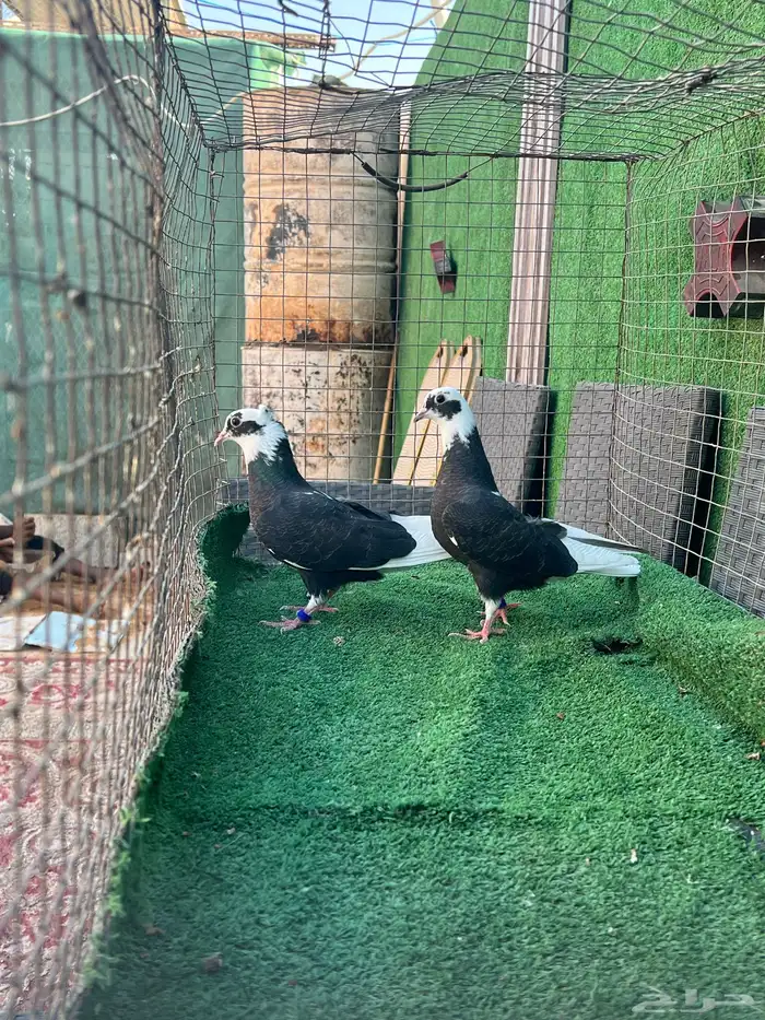 حمام قطايف طبات 3