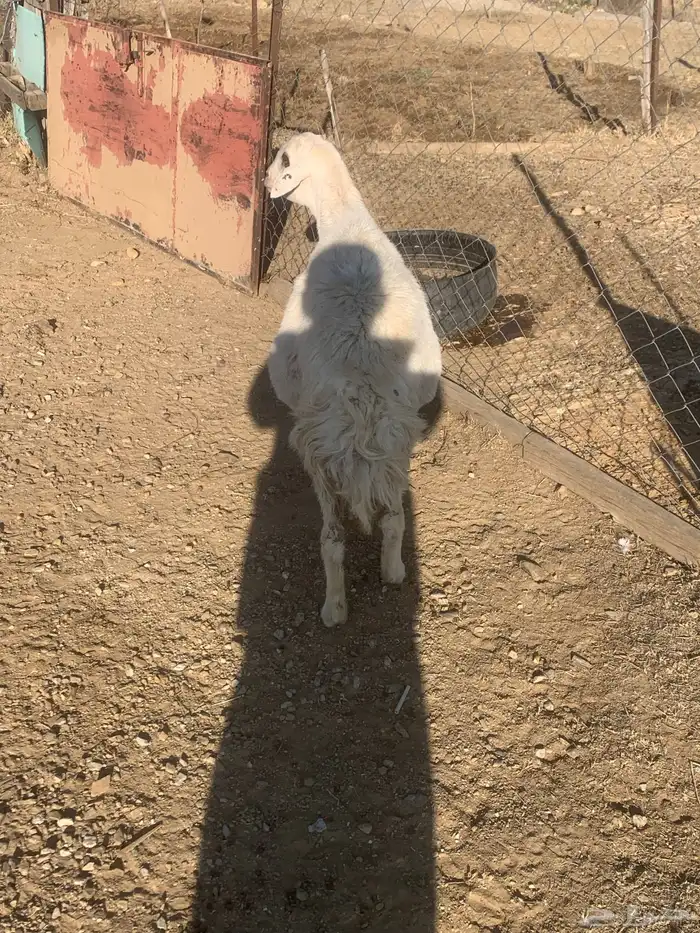 شاه حري دافع 1