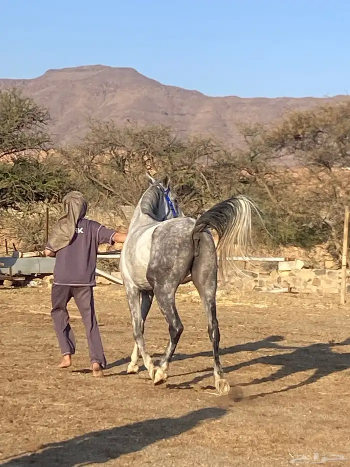 فرس شعبيه للبيع 0