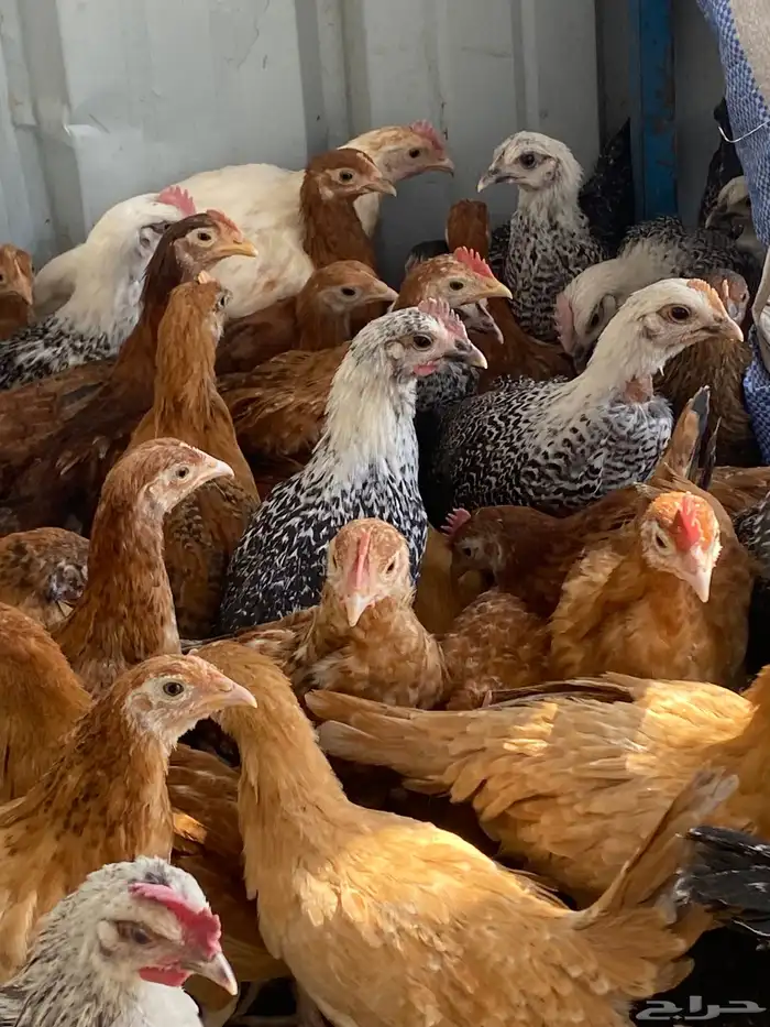 فراريج بلدي 2