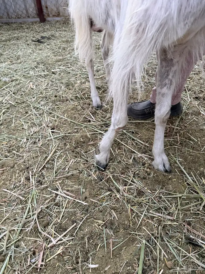 معزا مشاريك حيل 8