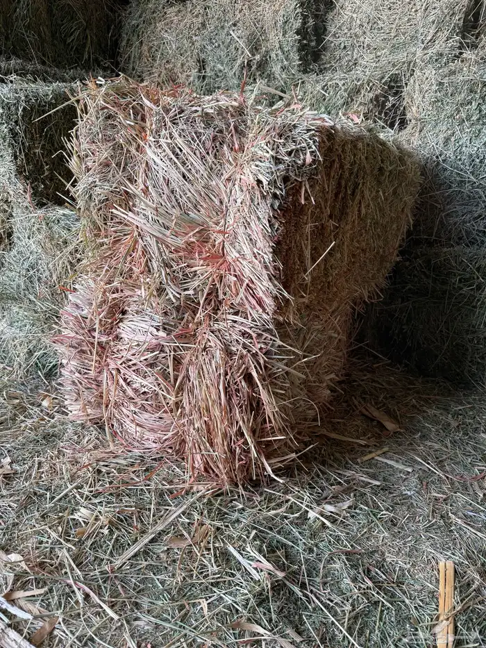 ذرة جيزانيه ناعمه   برسيم صافي ورق 5