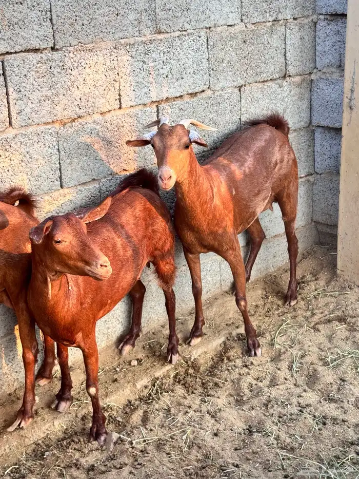 معزا دهم صنف 0