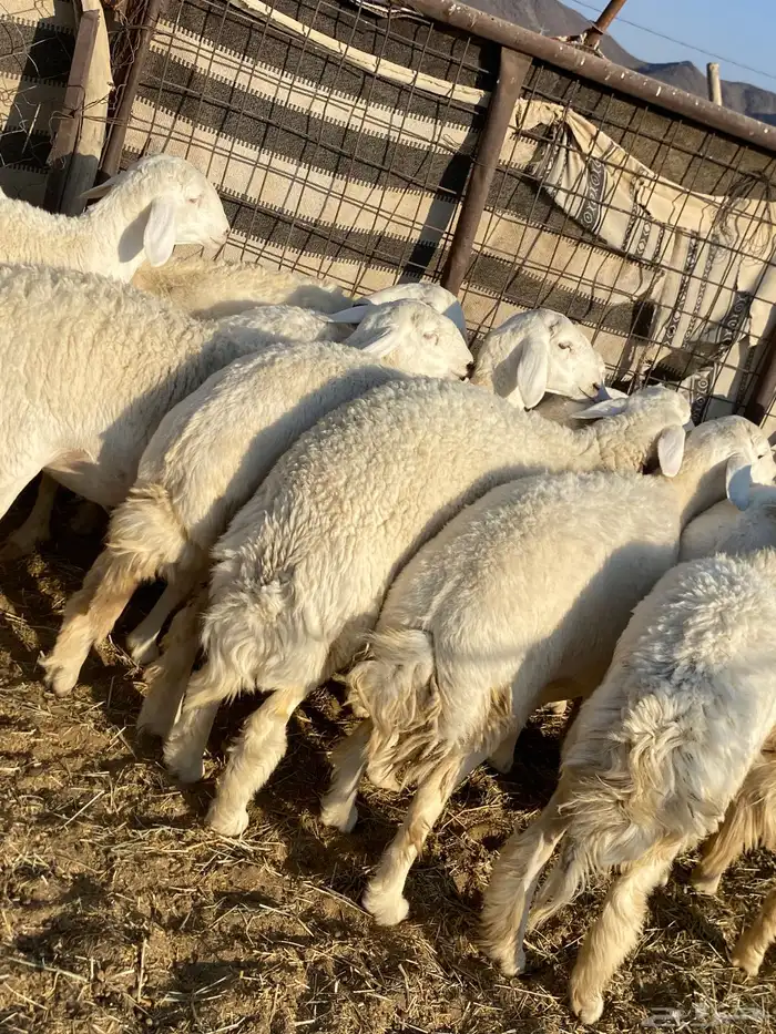 جذعات دفيع صنف الصنف 3