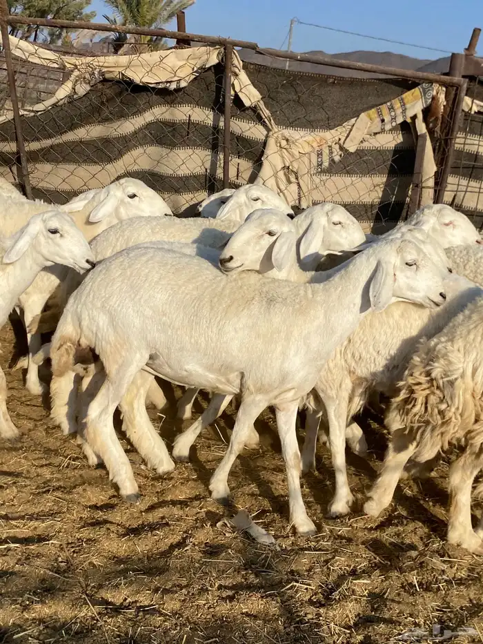 جذعات دفيع صنف الصنف 12