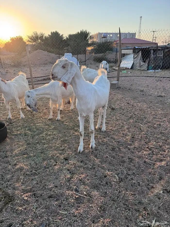 معزا مصريات جم دفيع وحليب 21