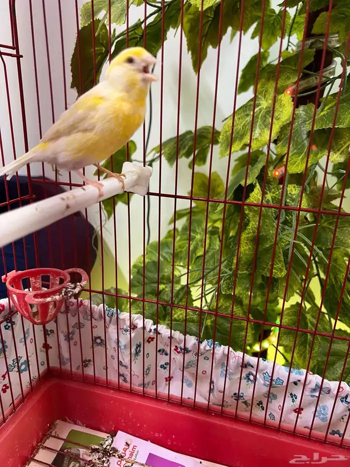 للبيع انثى كناري عيون حمر 3