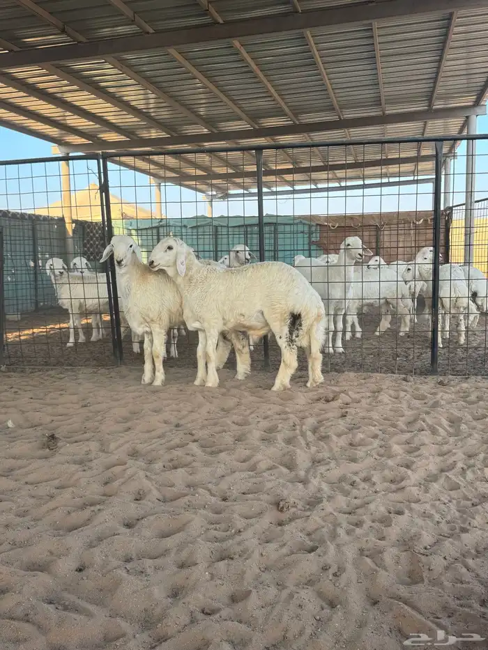 خرفان حري جبر 2