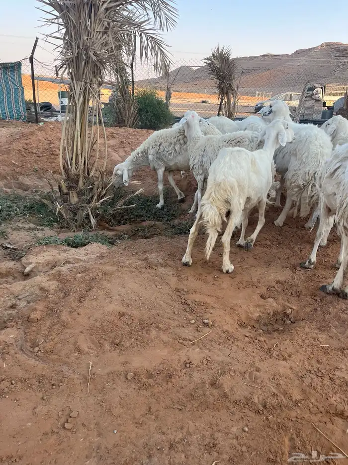 للبيع شياه حريات 3