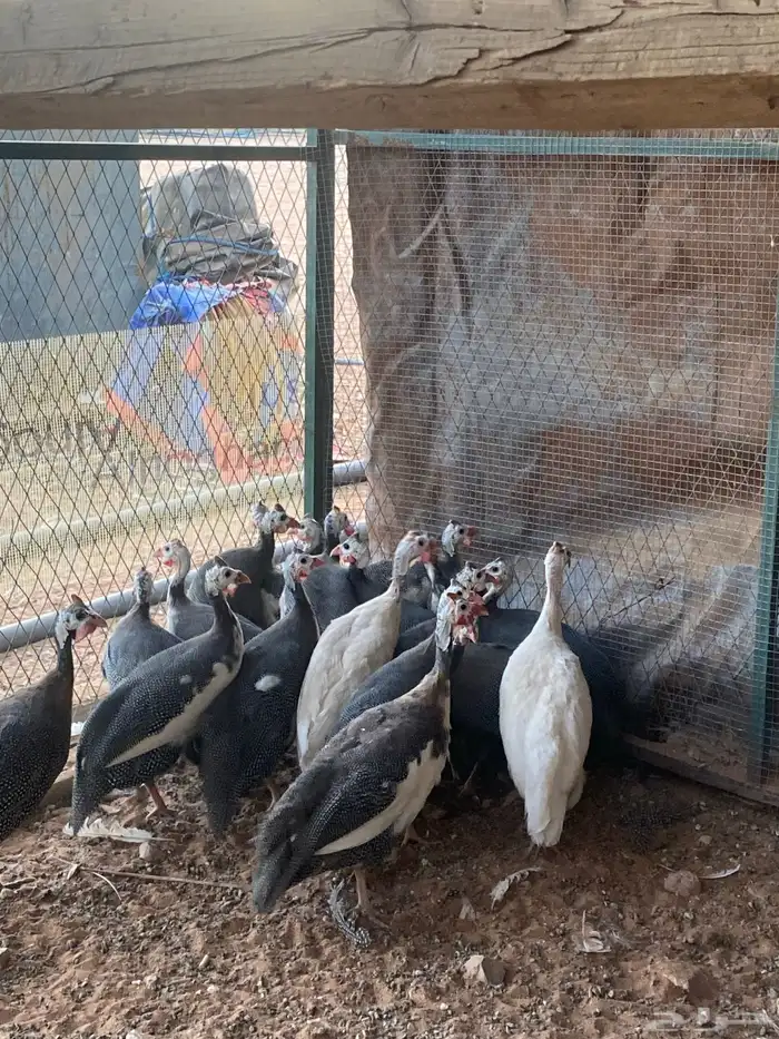 دجاج حبشي نقوه وتصنيف عاليه بيع تفريد او جملة 1