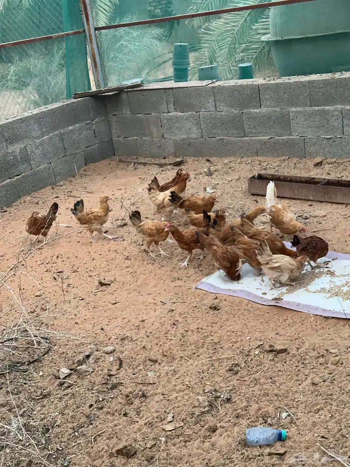 للبيع دجاج بلدي 2