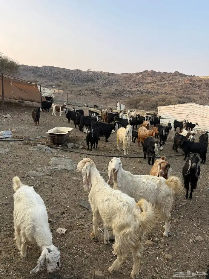 معزا عوارض للبيع مراح واحد وسليمه ومشروطه 4