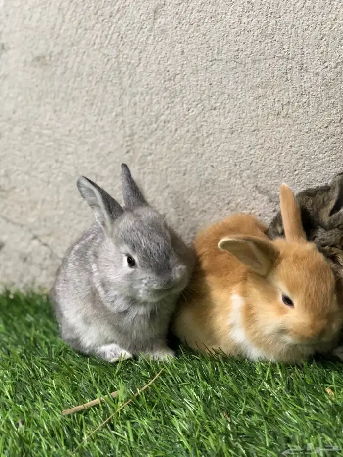 ارانب صغار 11