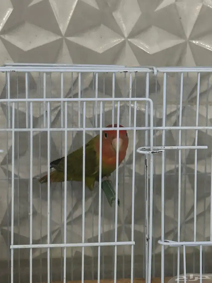 عصافير روز 1