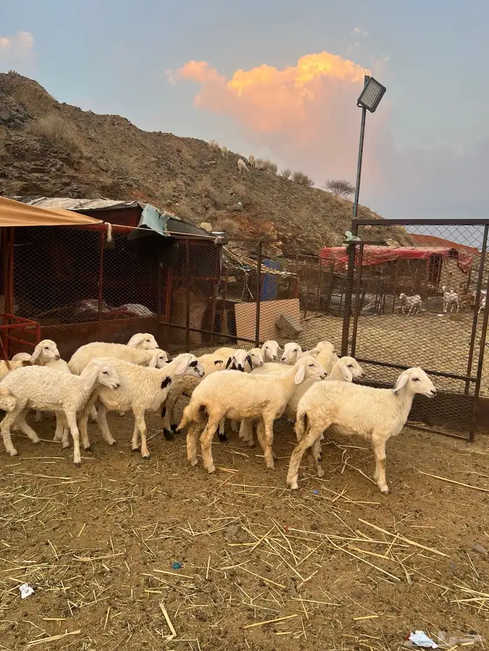 طليان ورخال 3