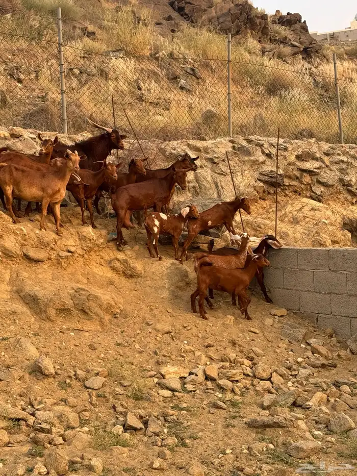 معزا دهم فاخره عدد 17( تم البيع) 3