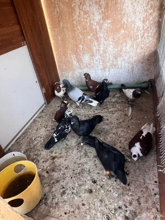 حمام شامي كش 2