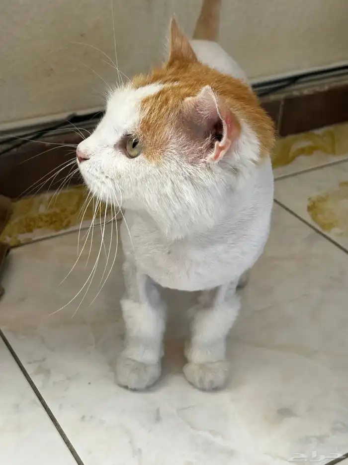 قط سكوتش للتبني 1