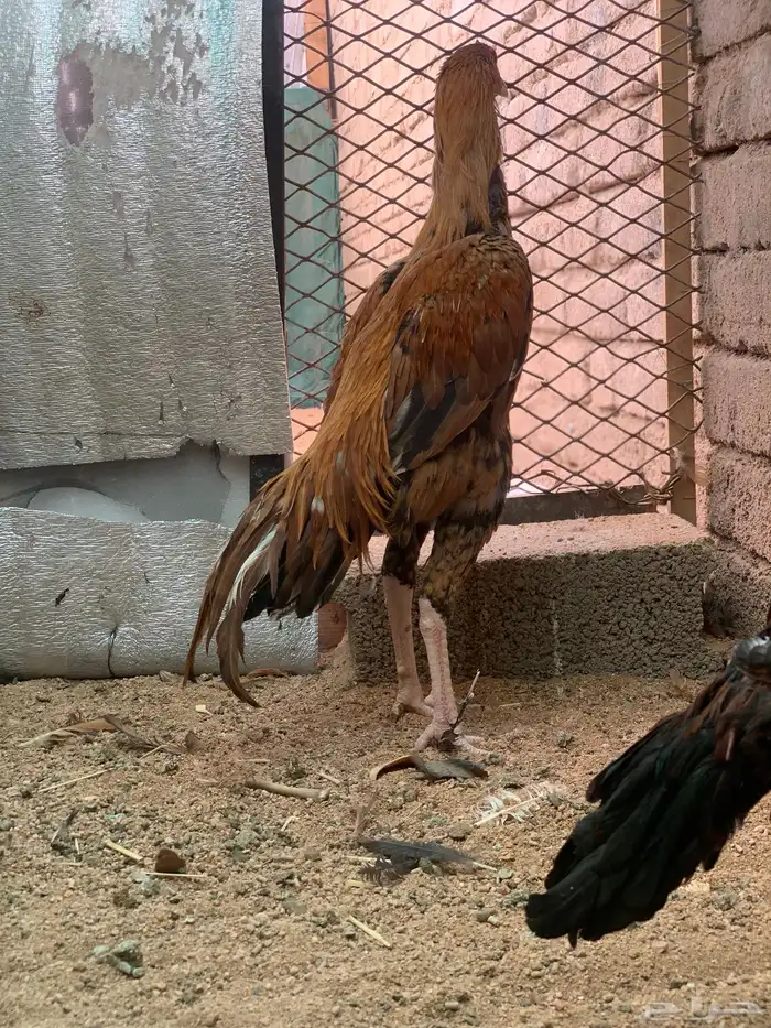 ديك سندي توب 2